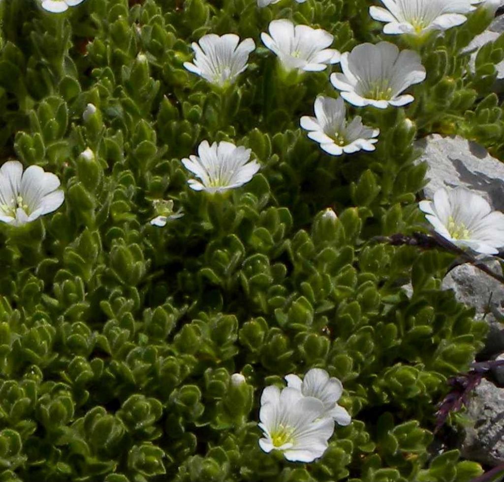 Quale Cerastium?  Cerastium uniflorum